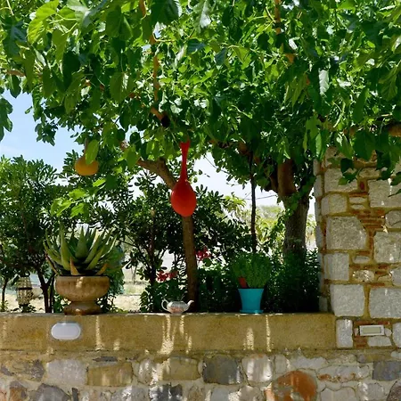Athina's In Olive Grove *