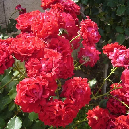 Rhodian Rose Lägenhetshotell