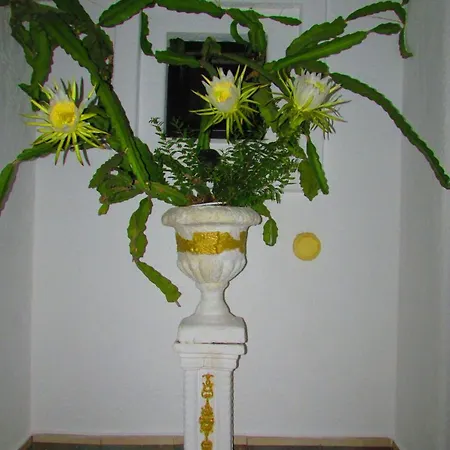 Castellino Studios